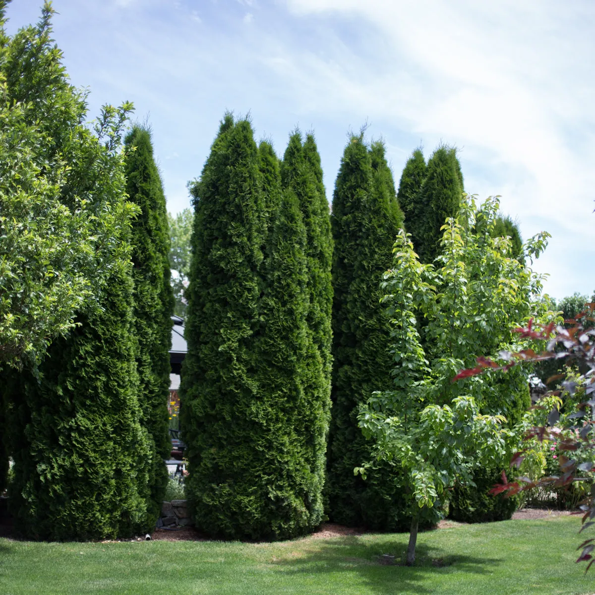 Emerald Green Arborvitae