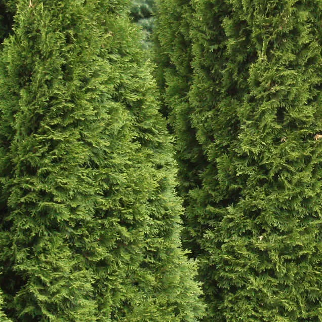 Emerald Green Arborvitae