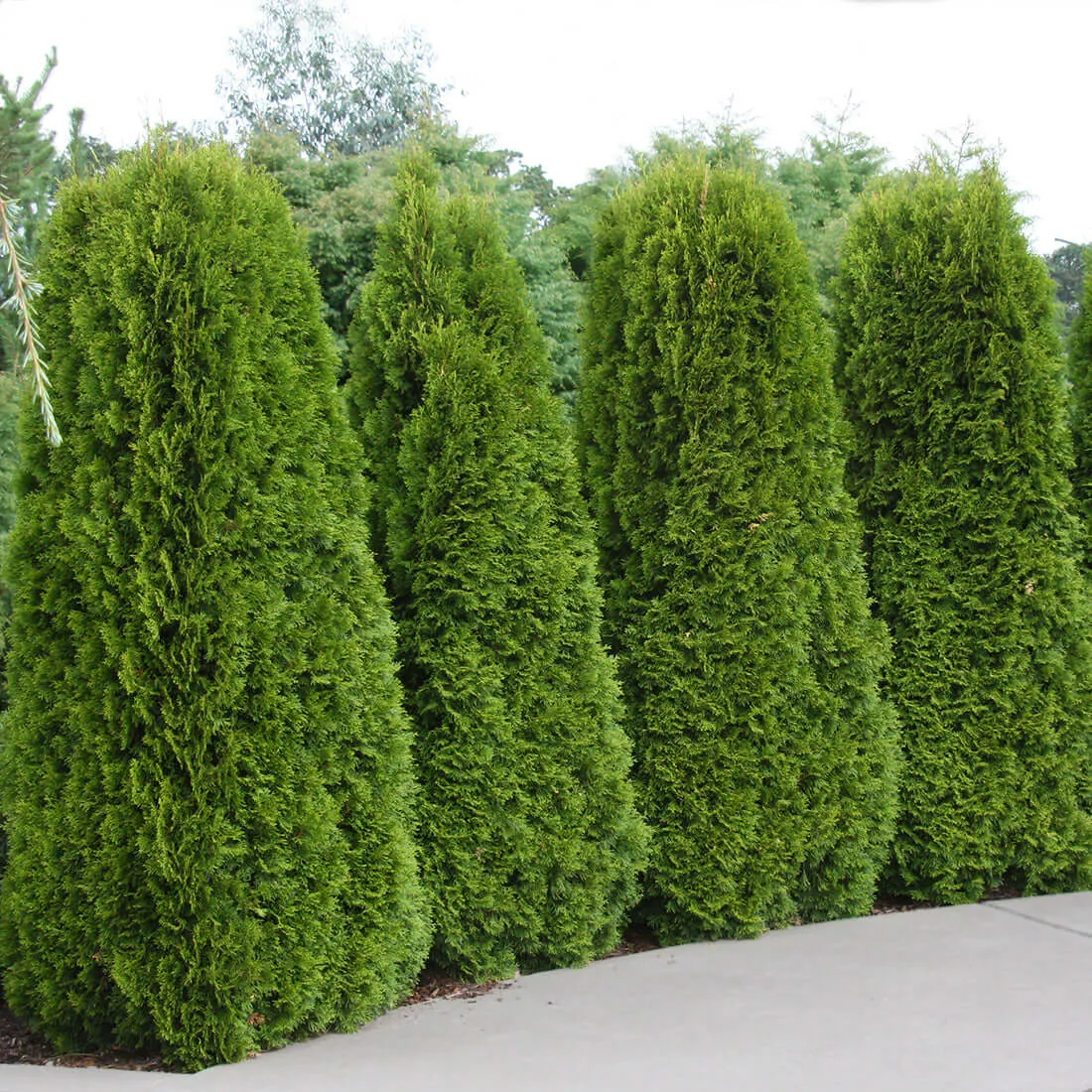 Emerald Green Arborvitae