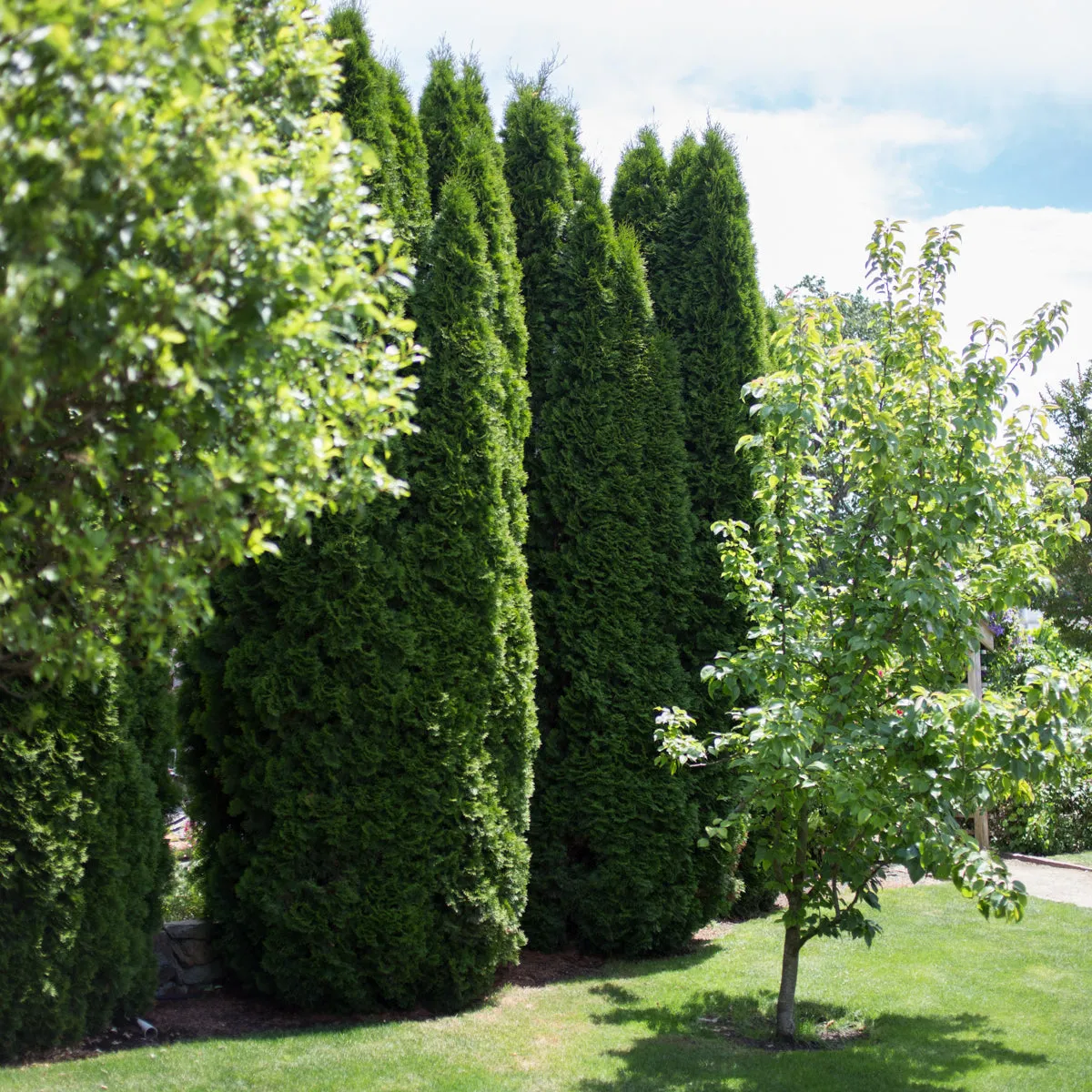 Emerald Green Arborvitae