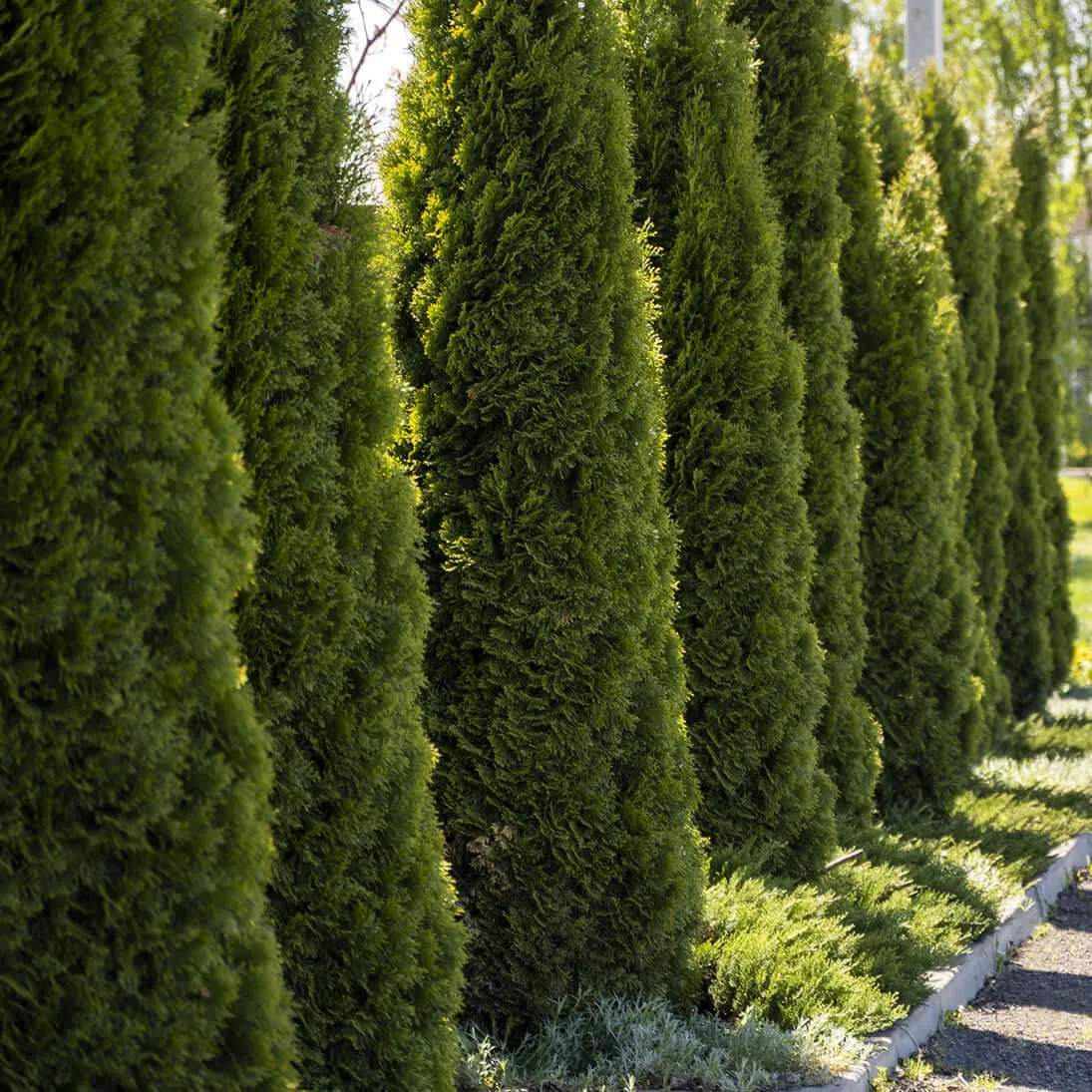 Emerald Green Arborvitae