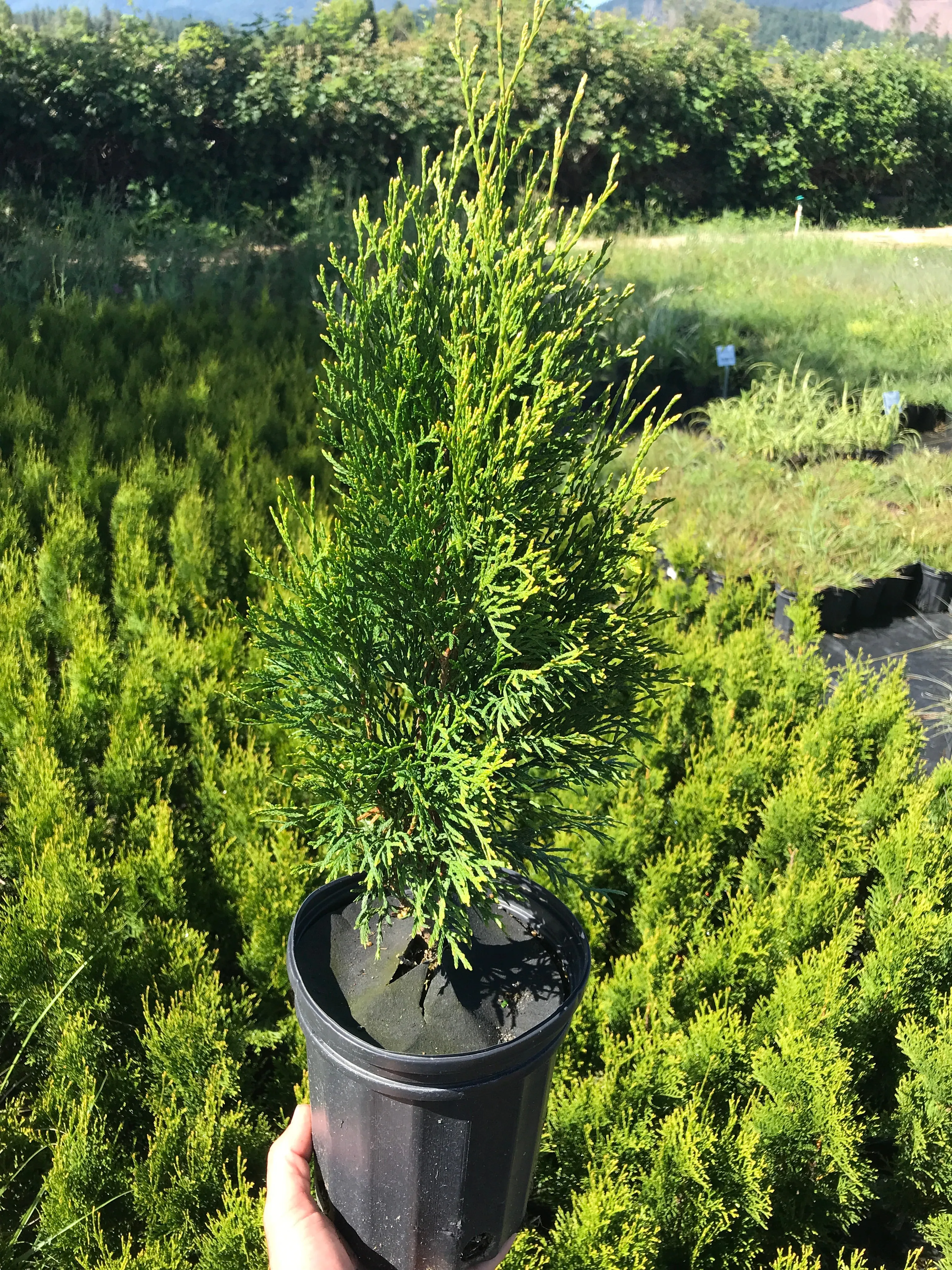 Emerald Green Arborvitae