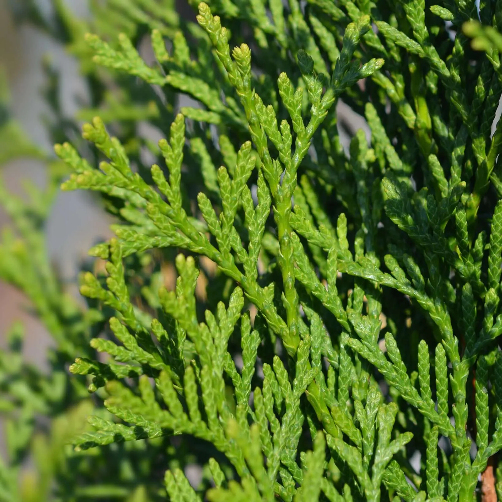 Emerald Green Arborvitae